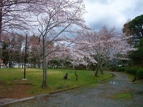 童子山公園の桜