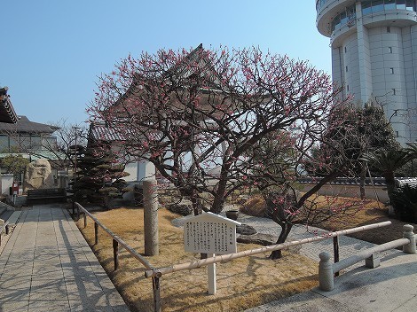 人麿山 月照寺 八房の梅