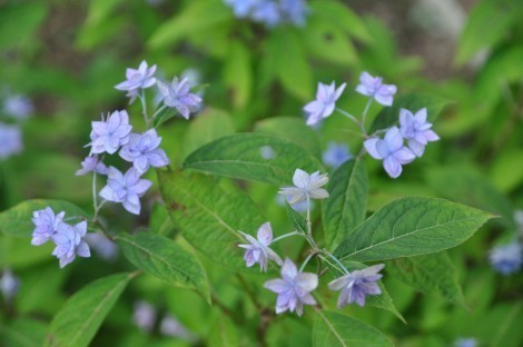 神戸市立森林植物園のシチダンカ