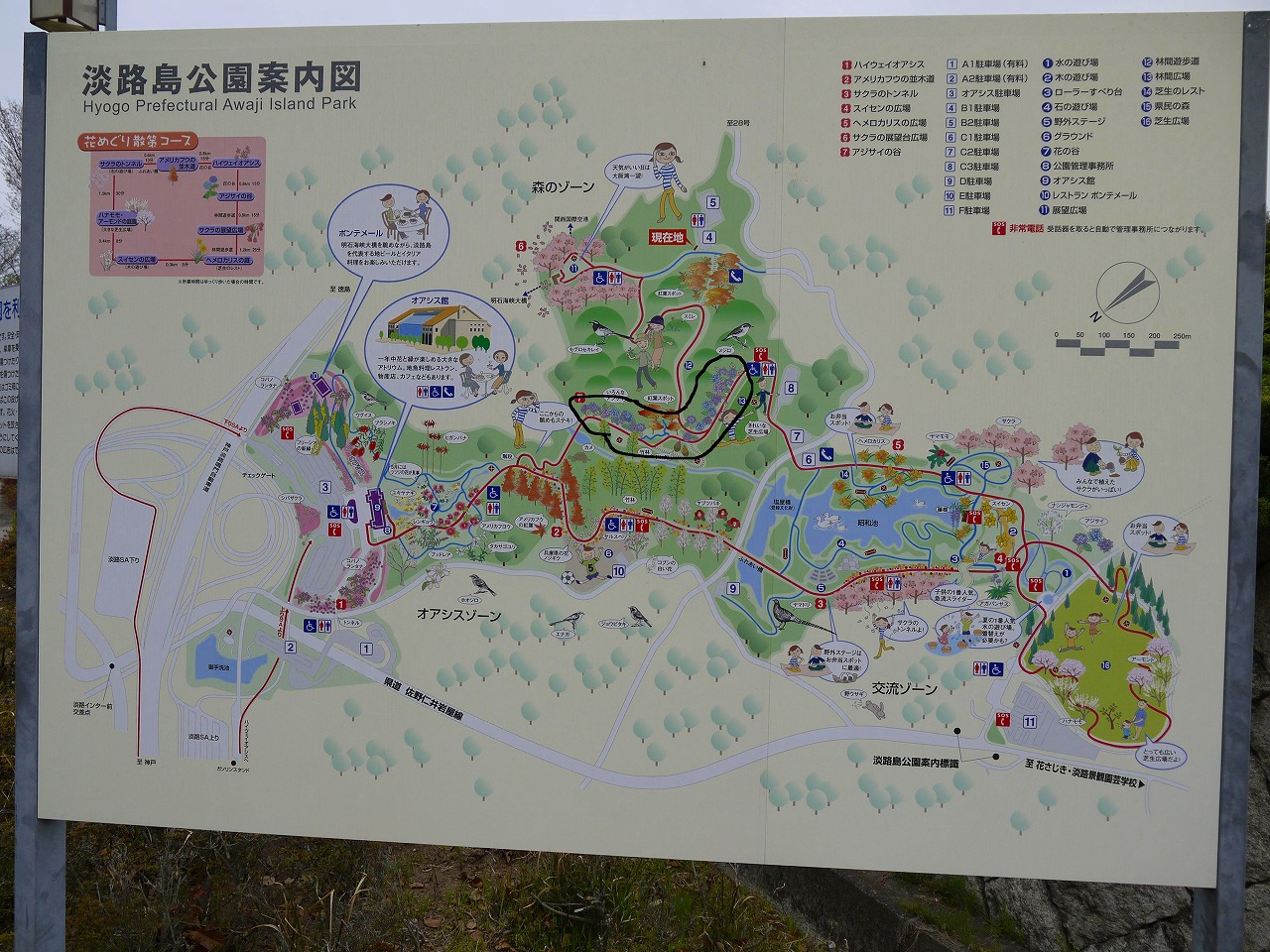 淡路島公園のアジサイ 淡路市 兵庫県お出かけブログ